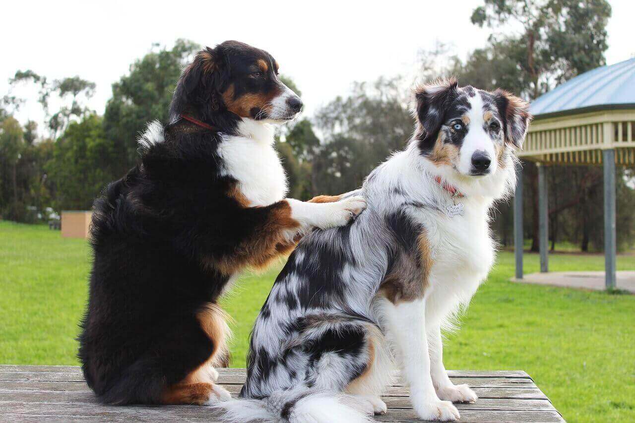 perrunos